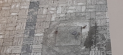 Passer domesticus