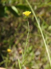 Rutidosis murchisonii