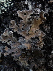 Pseudocyphellaria pubescens