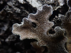 Pseudocyphellaria pubescens