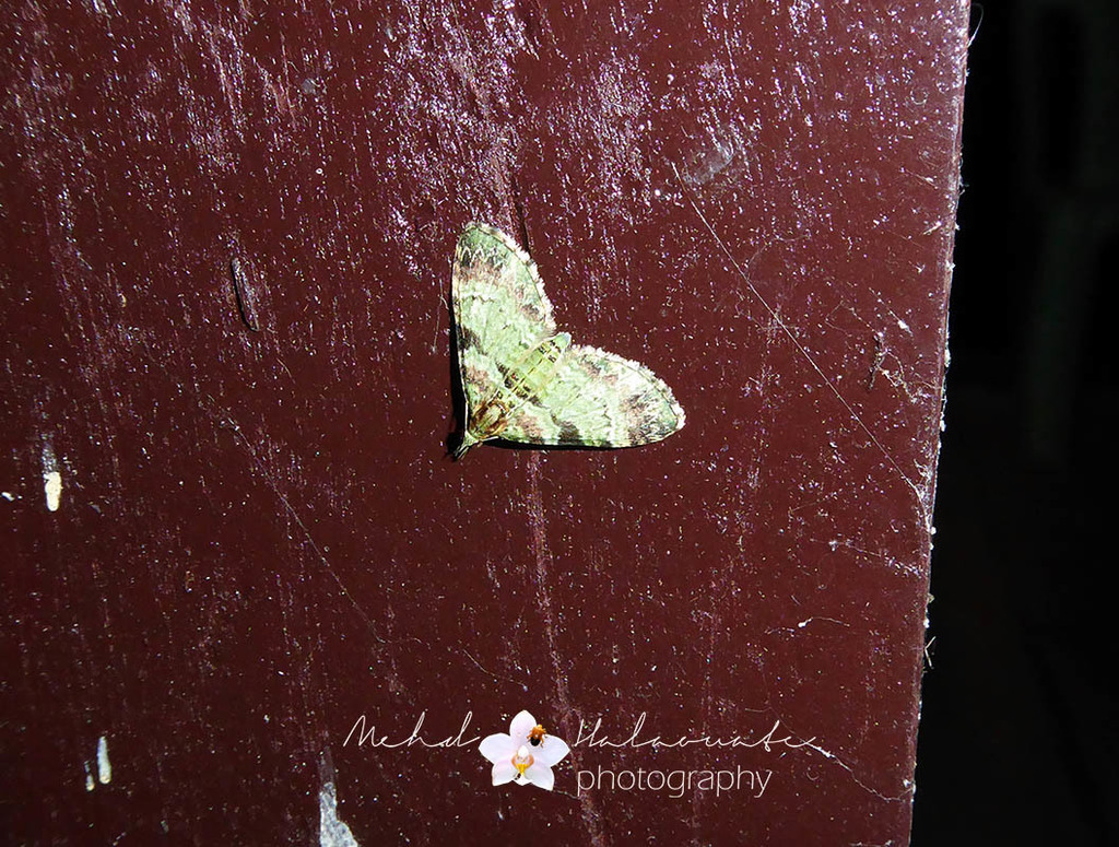 Chloroclystis ruptiscripta