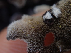 Pseudocyphellaria pubescens