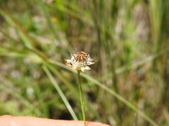 Rutidosis murchisonii