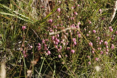 Erica cooperi