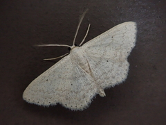 Idaea