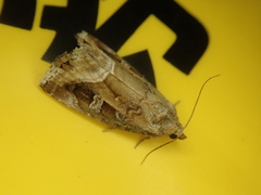 Protodeltote wiscotti