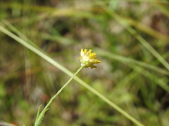 Rutidosis murchisonii