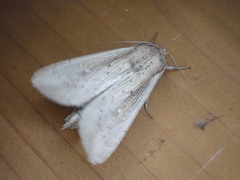 Mythimna sicula striata