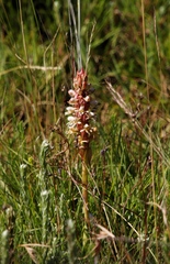 Satyrium cristatum cristatum