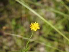 Rutidosis murchisonii