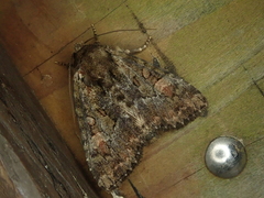 Antapamea conciliata