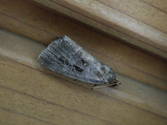 Protodeltote wiscotti