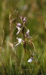 Brownleea recurvata