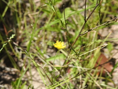 Rutidosis murchisonii