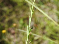 Rutidosis murchisonii