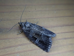 Protodeltote wiscotti