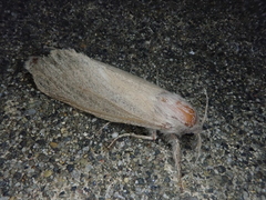 Phragmataecia castaneae