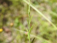 Rutidosis murchisonii