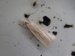 Calamotropha shichito