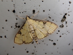 Goniorhynchus butyrosus