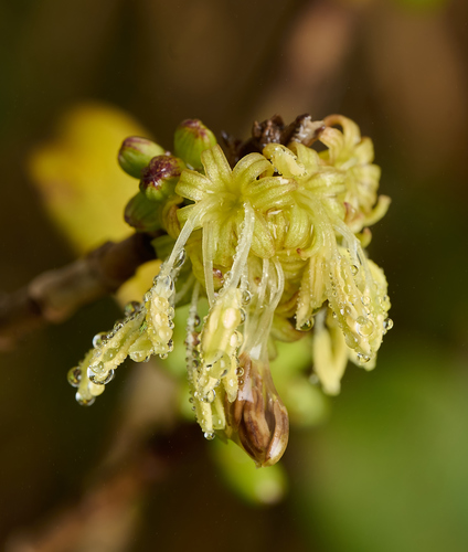 Coprosma ochracea