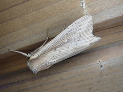 Mythimna sicula striata