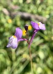 Linaria algarviana