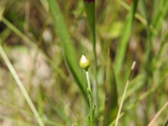 Rutidosis murchisonii