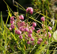 Erica cooperi