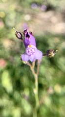 Linaria algarviana
