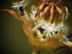 Rutidosis murchisonii