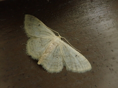 Idaea biselata