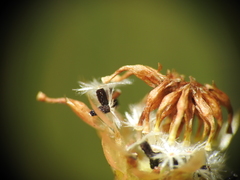 Rutidosis murchisonii