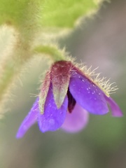 Tremandra stelligera