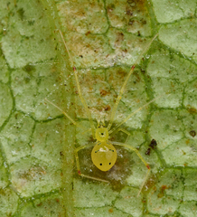 Theridion grallator