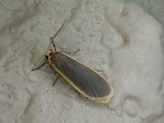 Eilema nankingica