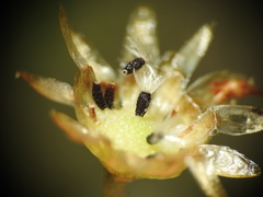 Rutidosis murchisonii