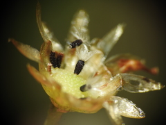 Rutidosis murchisonii