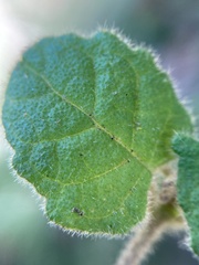 Tremandra stelligera