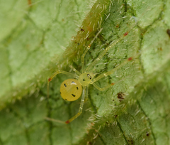 Theridion grallator