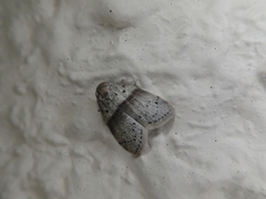 Stictane rectilinea chinesica