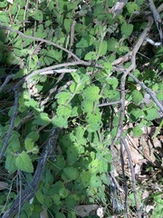 Tremandra stelligera