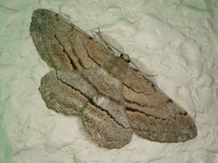 Apocleora rimosa