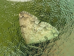 Sinarella aegrota