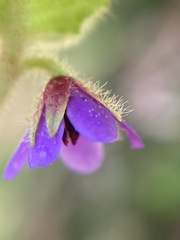 Tremandra stelligera