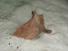 Endotricha theonalis