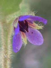 Tremandra stelligera