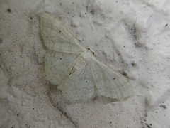 Idaea biselata