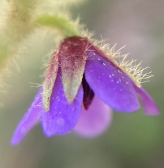 Tremandra stelligera