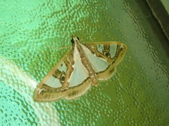 Glyphodes duplicalis